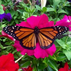 Meet your Posher, Rosa